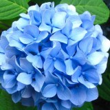 Hydrangea-47---Collective-Harmony