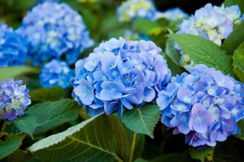 Hydrangea-48---Collective-Harmony.jpg