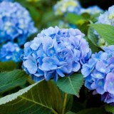 Hydrangea-48---Collective-Harmony