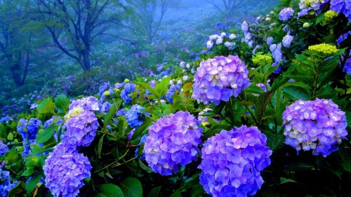 Hydrangea-49---Collective-Harmony.jpg