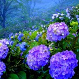 Hydrangea-49---Collective-Harmony