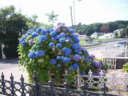 Hydrangea-5---Collective-Harmony.jpg