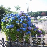 Hydrangea-5---Collective-Harmony