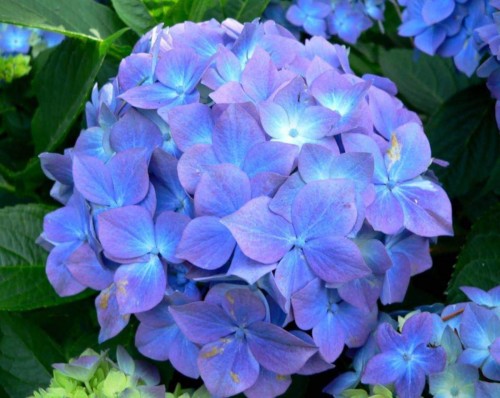 Hydrangea-50---Collective-Harmony.jpg