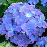 Hydrangea-50---Collective-Harmony