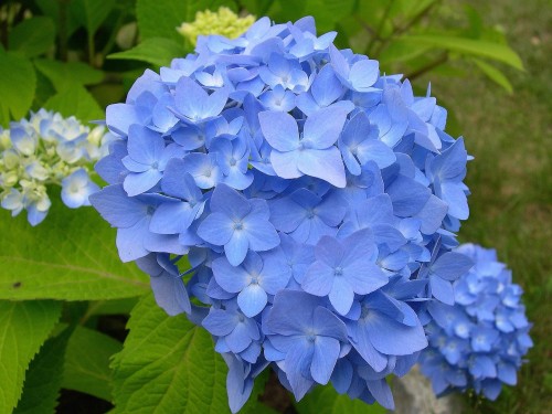 Hydrangea-51---Collective-Harmony.jpg