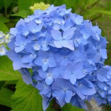 Hydrangea-51---Collective-Harmony