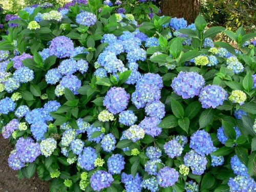 Hydrangea-52---Collective-Harmony.jpg