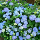 Hydrangea-52---Collective-Harmony