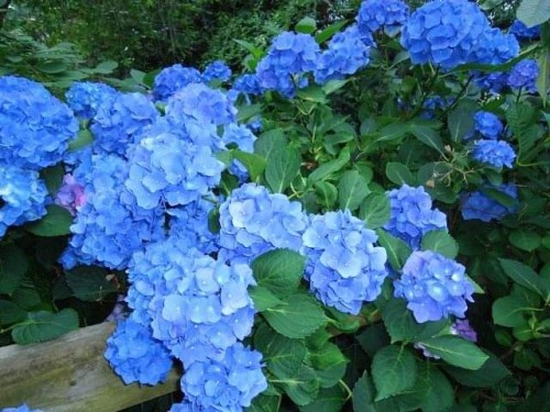 Hydrangea-53---Collective-Harmony.jpg