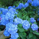 Hydrangea-53---Collective-Harmony