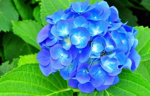 Hydrangea-55---Collective-Harmony.jpg