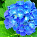 Hydrangea-55---Collective-Harmony