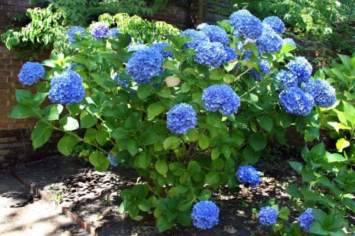 Hydrangea-56---Collective-Harmony.jpg