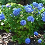 Hydrangea-56---Collective-Harmony