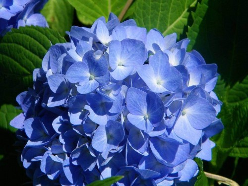 Hydrangea-57---Collective-Harmony.jpg