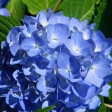 Hydrangea-57---Collective-Harmony