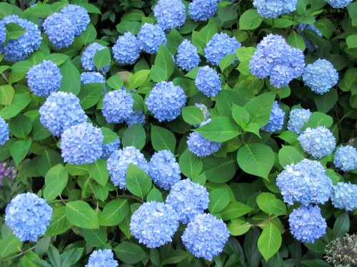 Hydrangea-58---Collective-Harmony.jpg