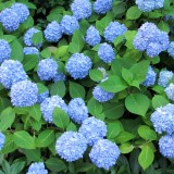 Hydrangea-58---Collective-Harmony