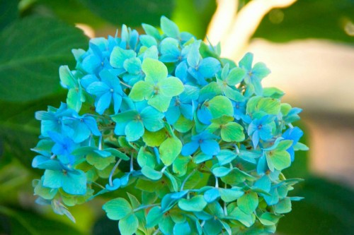 Hydrangea-59---Collective-Harmony.jpg