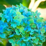 Hydrangea-59---Collective-Harmony