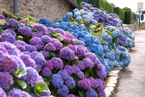 Hydrangea-6---Collective-Harmony.jpg