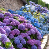 Hydrangea-6---Collective-Harmony