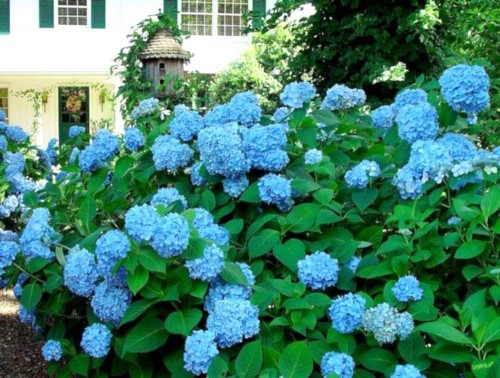 Hydrangea-60---Collective-Harmony.jpg