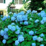 Hydrangea-60---Collective-Harmony