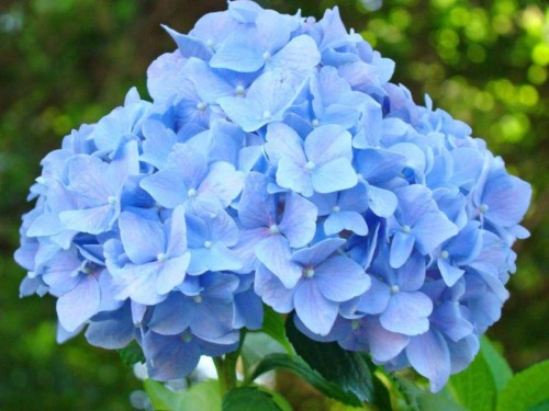 Hydrangea-61---Collective-Harmony.jpg