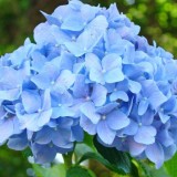 Hydrangea-61---Collective-Harmony