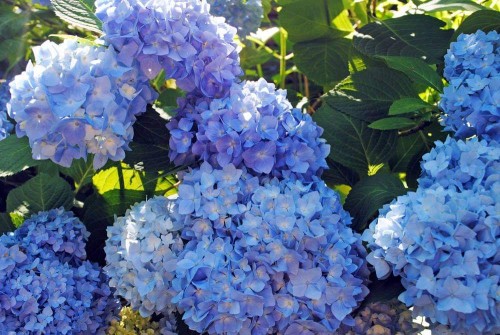 Hydrangea-62---Collective-Harmony.jpg