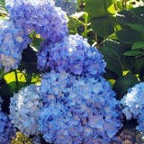 Hydrangea-62---Collective-Harmony