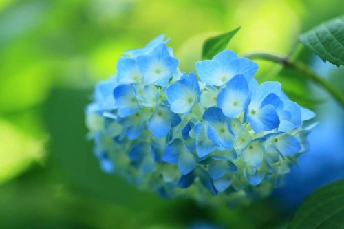 Hydrangea-63---Collective-Harmony.jpg