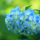 Hydrangea-63---Collective-Harmony