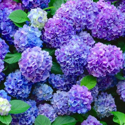 Hydrangea-64---Collective-Harmony.jpg