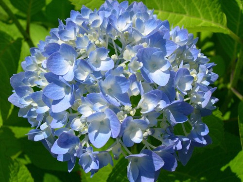 Hydrangea-65---Collective-Harmony.jpg