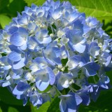 Hydrangea-65---Collective-Harmony