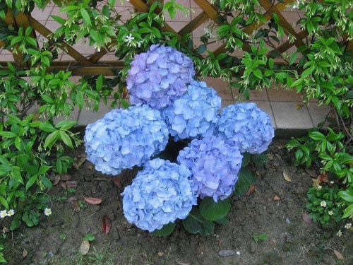 Hydrangea-66---Collective-Harmony.jpg