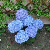 Hydrangea-66---Collective-Harmony