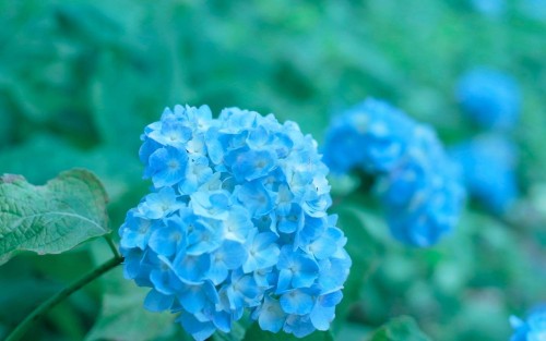 Hydrangea-67---Collective-Harmony.jpg