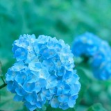 Hydrangea-67---Collective-Harmony