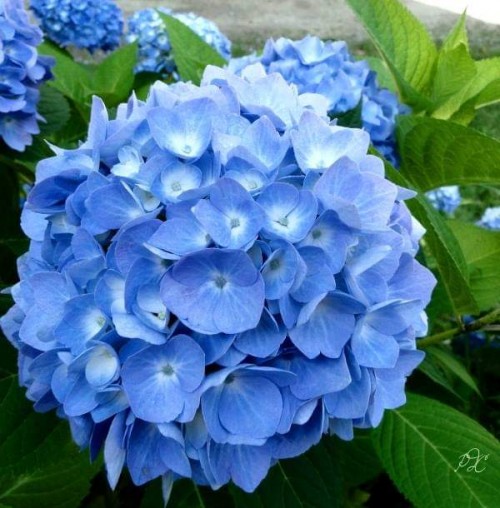 Hydrangea-68---Collective-Harmony.jpg