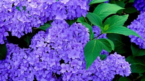 Hydrangea-69---Collective-Harmony.jpg