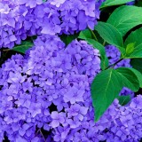 Hydrangea-69---Collective-Harmony