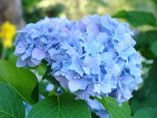 Hydrangea-70---Collective-Harmony.jpg