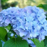 Hydrangea-70---Collective-Harmony