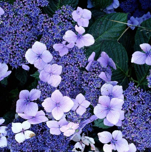 Hydrangea-71---Collective-Harmony.jpg