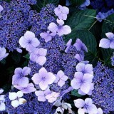 Hydrangea-71---Collective-Harmony