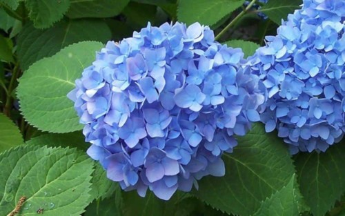 Hydrangea-72---Collective-Harmony.jpg